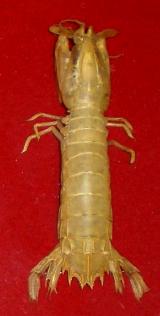 Rissoides desmaresti G.N.L. 2 female.bmp